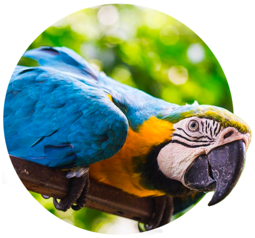 Macaw parrot